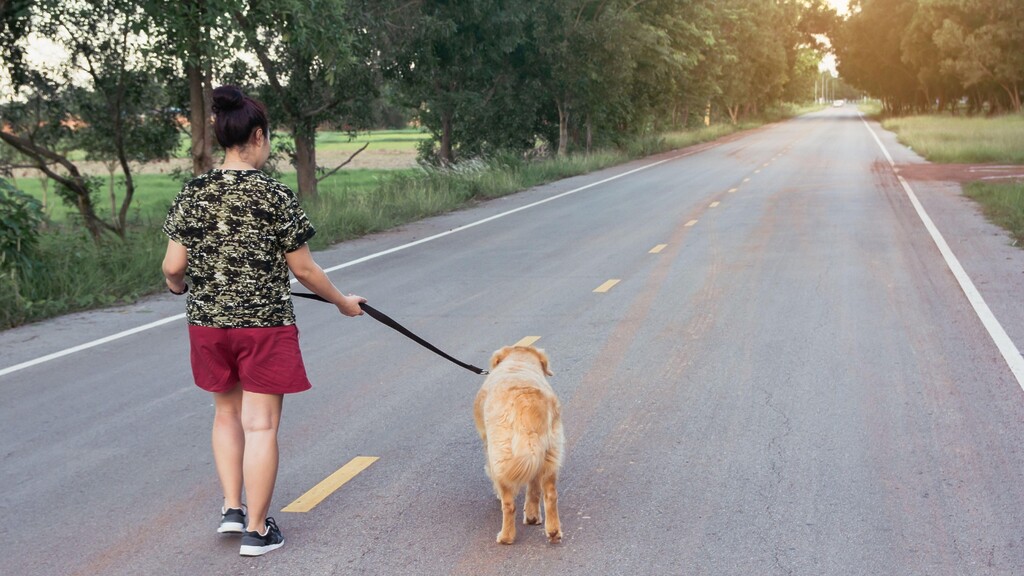 Person walking a golden dog outdoors on a quiet tree-lined road.